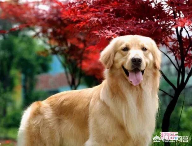 几种适合家养的大型犬:我想养只大型犬，请问什么犬又听话又有灵性还护主？