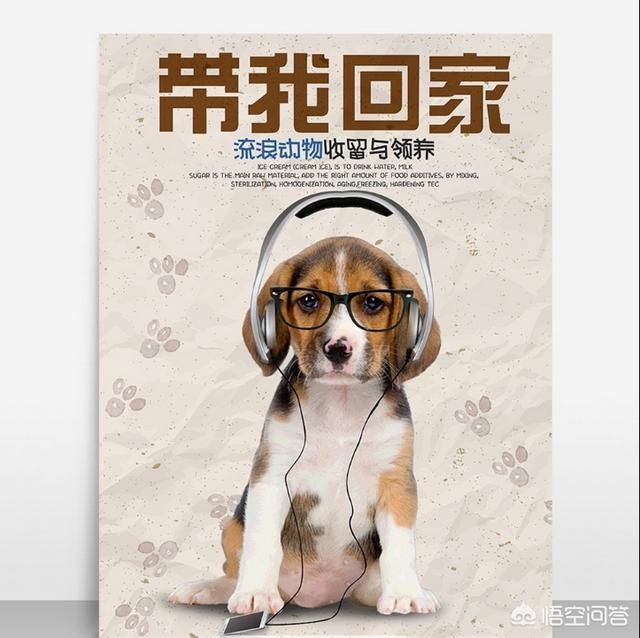 女人爱狗狗群视频:你们觉得爱狗人士的行为过分吗？