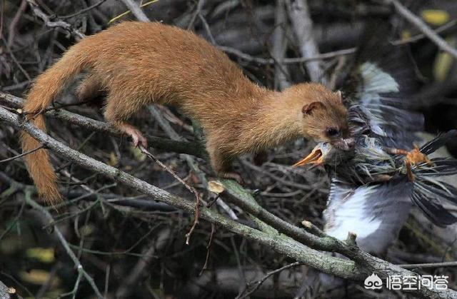头条问答 - 以前老人常说黄鼠狼来偷鸡,现在怎么农村里看不到黄鼠狼了