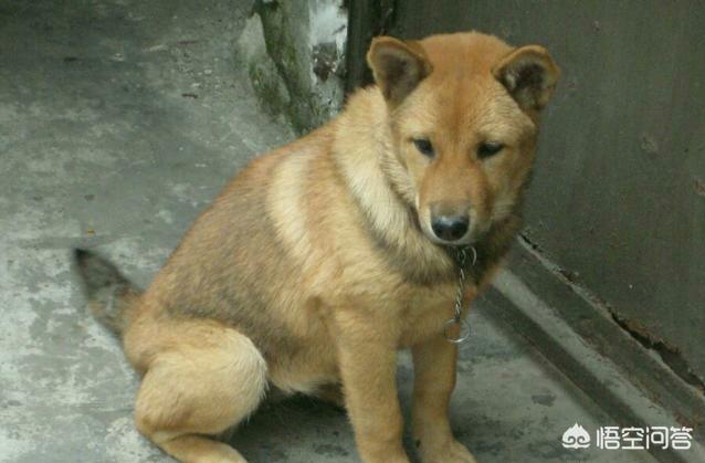狗狗心事电子书:生肖狗靠什么挣钱发家致富？