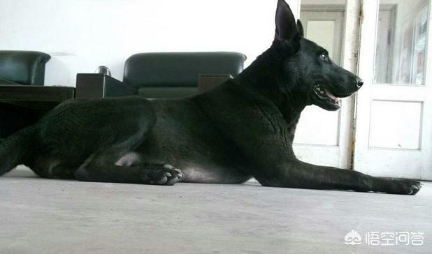 爱斯基摩犬 价格:养宠物的月花费是多少呢？有没有推荐的犬种？