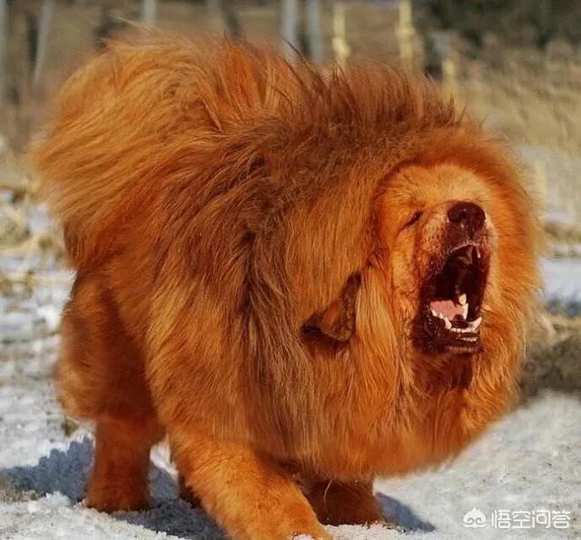 头条问答 饿急眼的藏獒会吃主人吗 23个回答