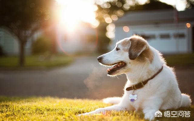 狗粮 幼犬:幼犬狗粮多少钱一袋 狗狗多大吃狗粮才不用泡水？