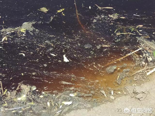 启东王子:南通苏通园区的房该不该买