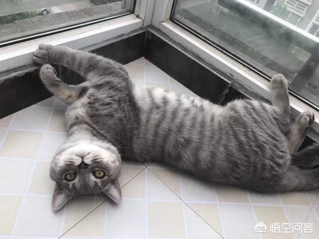 养猫记all黑:新手养猫需要注意什么事项？
