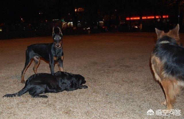 拉布拉多猎犬打猎:假设一个人养了五只猎犬，如果一只攻击主人，其他四只会如何？