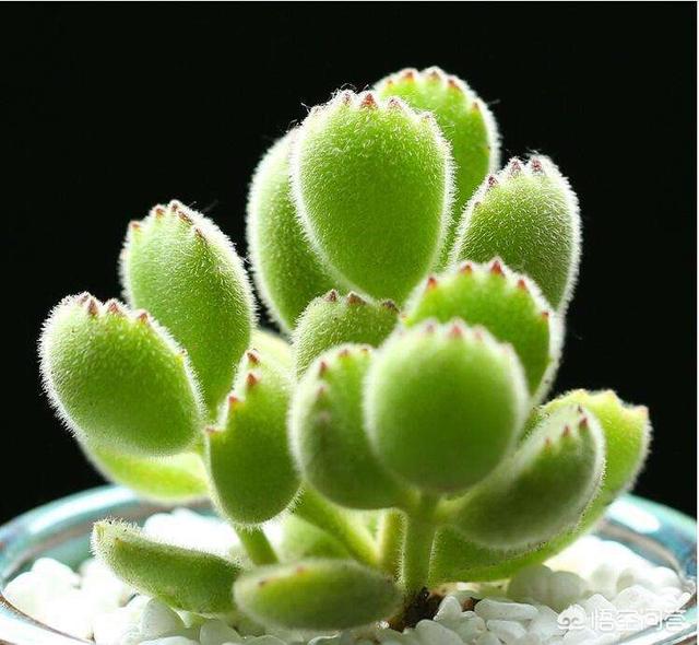 熊童子烂叶:多肉植物熊童子脏了该怎么办呢？