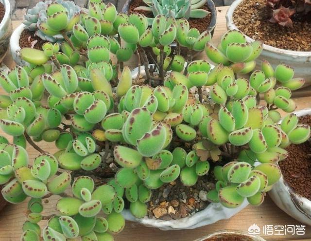 熊童子烂叶:多肉植物熊童子脏了该怎么办呢？