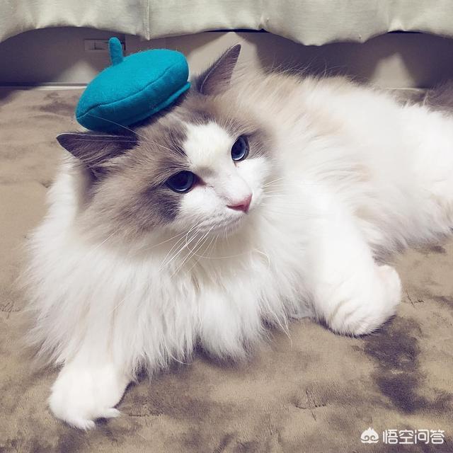 咬人猫黑历史:猫咪为什么会突然翻脸咬人？