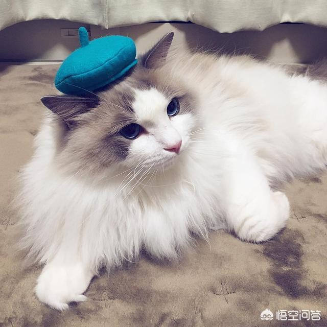 不爽猫玩偶:猫咪为什么会突然翻脸咬人？