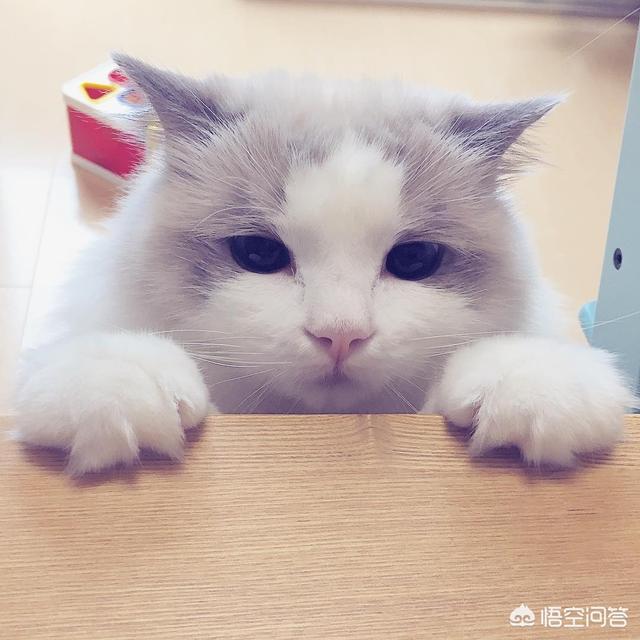 不爽猫玩偶:猫咪为什么会突然翻脸咬人？