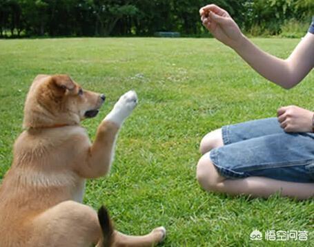 金毛犬怎么训练握手:捡到一只流浪金毛怎么养？