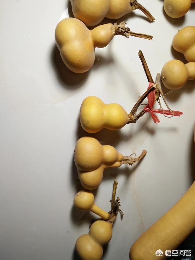 连体双胞胎:连体双胞胎葫芦是怎么长出来的