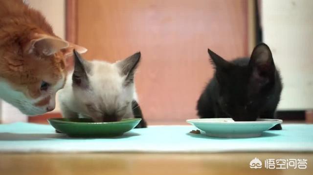 猫咪脾气不好怎么办:猫咪突然变得很狂躁的原因有哪些？