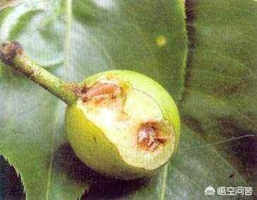 天然除虫菊酯产地:梨树的害虫怎么防制，用什么药？