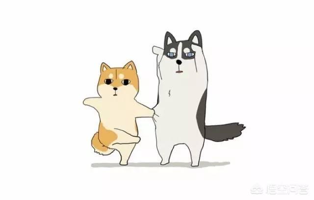 史宾格犬和柴犬优缺点对比:史宾格犬，比格犬，差别？