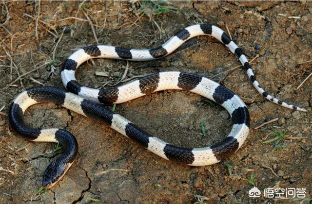 银环蛇的毒性有多强，银环蛇的蛇毒对人的毒性大吗有多大