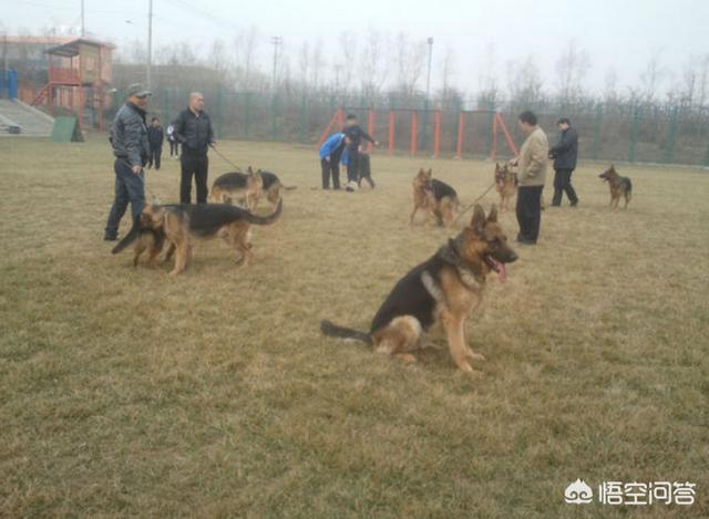 如何分辨杜兵狗图片:狗狗的外貌是不是一模一样的，主人是如何认得出自己的狗狗？