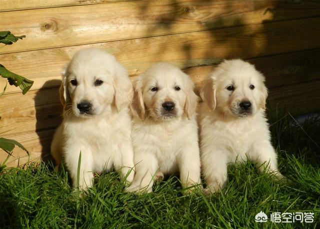 1个月小金毛犬图片:一个多月的小金毛犬一直摇头是怎么回事？