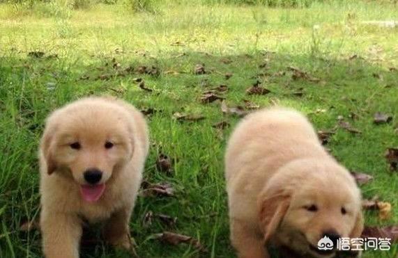 1个月小金毛犬图片:一个多月的小金毛犬一直摇头是怎么回事？