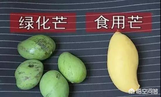 绿化芒,深圳路边种的芒果到底能不能吃？