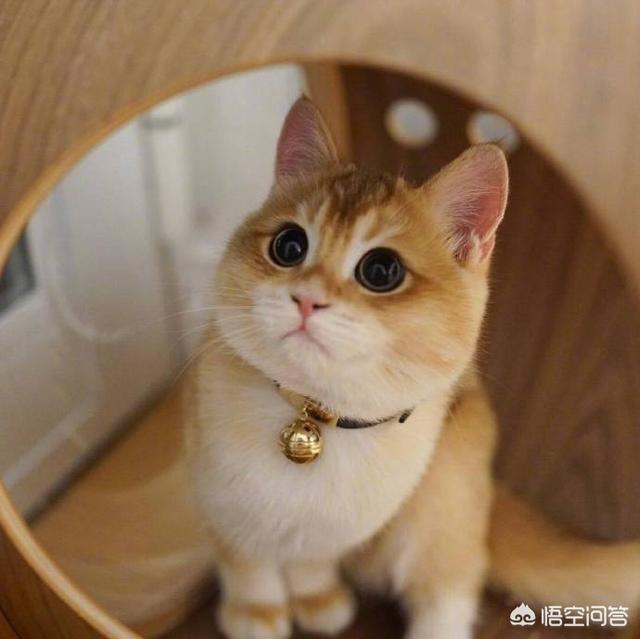 五个月的猫会得猫瘟吗:猫咪换了新环境以后会容易得猫瘟吗？该怎么预防？