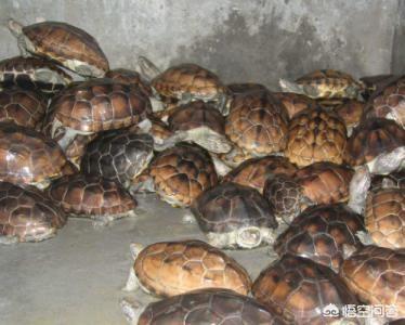 珍珠龟怎么养:金线龟和珍珠龟怎么养？为什么我买了好几次都活不过一周就死了？
