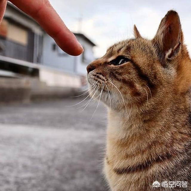 手指不小心被猫抓破了怎么办:被猫抓伤了，是我的错还是猫的错？