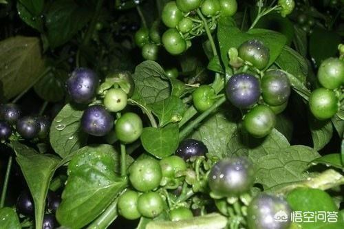 天宝石的功效是真的吗,有人说藏红花的功效很好是真的吗，为什么？