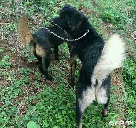 中国传统狩猎犬:凉山猎犬是我国的本土狗吗？