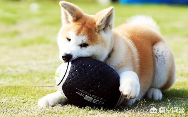 养猫记angelo:当初死命阻止你养猫的父母，现在怎样了？