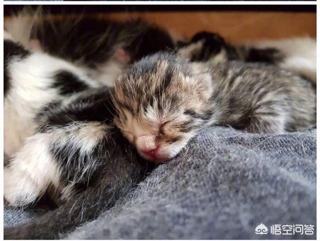 猫泛白细胞减少症博客:布偶猫得了猫瘟该怎么治疗？