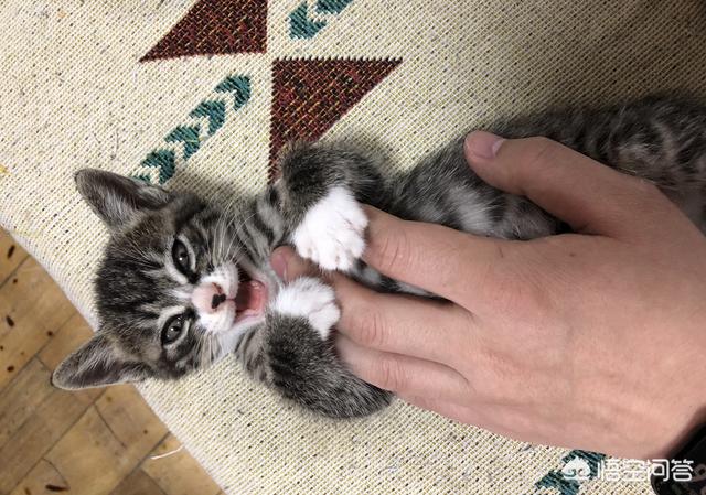 三个月猫不认主人乱咬乱抓:三个多月的猫，现在开始有咬人手脚的习惯，怎么办？