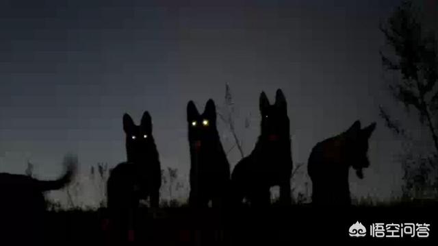昆明狼犬凶猛吗:我国最优秀的狼犬是哪一种？ 法国狼犬凶猛吗
