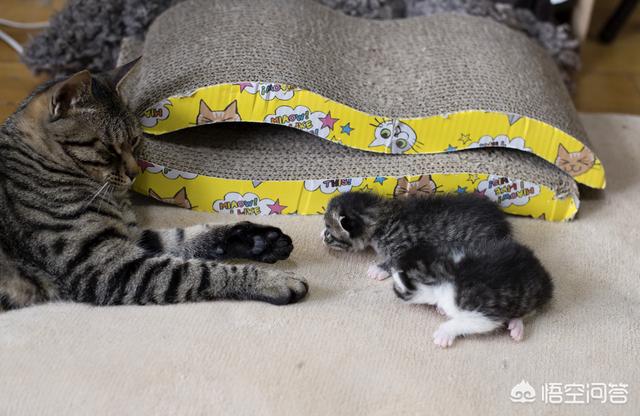 头条问答 捡来的幼猫该如何养 11个回答