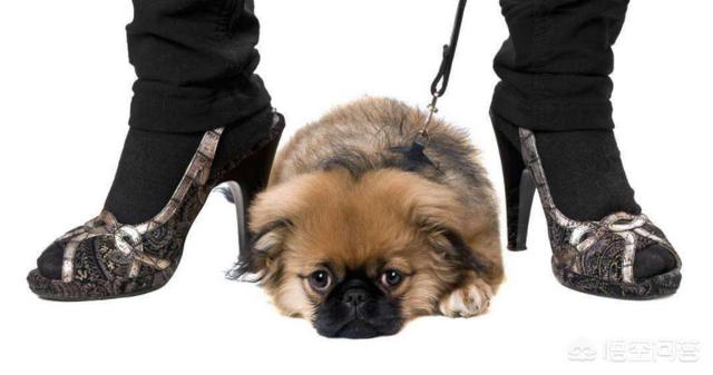 成都北京犬多少钱一只:京巴犬现在的价格是多少？