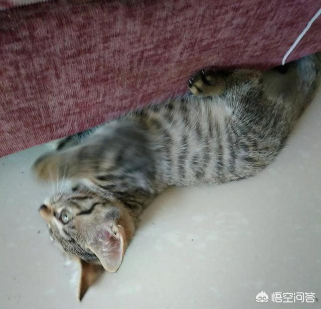 狸花猫是不是小时候都很瘦:养不熟的猫还要继续养下去吗？