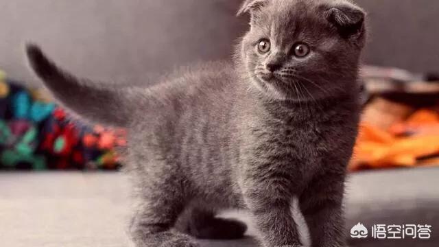 如何养胖橘猫:怎么样才能把二个月大的猫咪养胖？ 橘猫养不胖怎么回事
