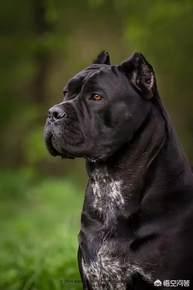 卡南犬护卫犬:有没有适合在城市里养的中小型护卫犬？