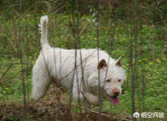 杨三元下司犬价格表:下司犬在狩猎的时候，有哪些致命的缺点？为什么？