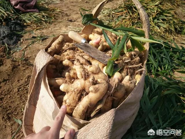 头条问答 生姜种植技术 种植大姜怎么施肥好 白手大叔的回答 0赞