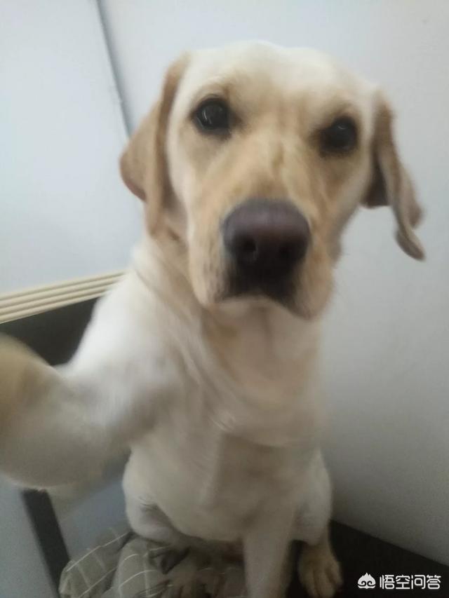 咖啡色拉布拉多犬多钱:想养一条狗狗，边境牧羊犬和拉布拉多哪个好？