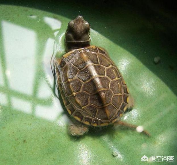 易迪宠物是不是没有了:被感染人隔离了，他们家里养的宠物不隔离，宠物出去了怎么办？