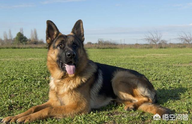 德牧:为什么警犬基本上都是德国牧羊犬？