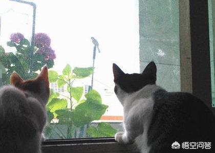 猫看窗外都有哪些原因，为什么猫老望着窗外发呆呢？