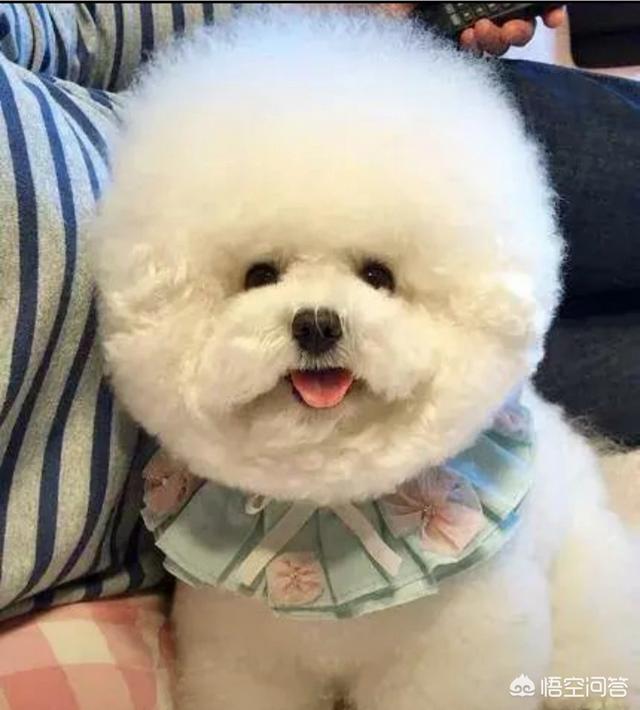 广州宠物美容师培训多少钱:广州的宠物美容培训课程包含哪些？容不容易学会呀？