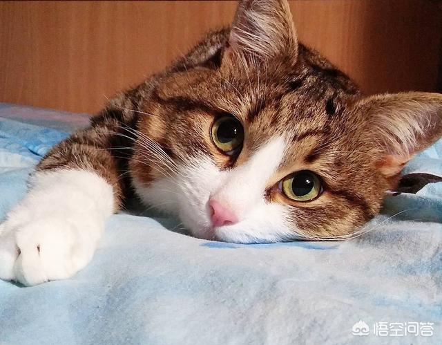 爱睡在一起:为什么猫咪喜欢睡在人头上或身上？