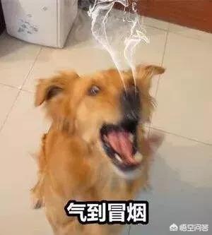 女子虐狗图片:西安一名女子因狂犬病死亡引起全城打狗，你怎么看？