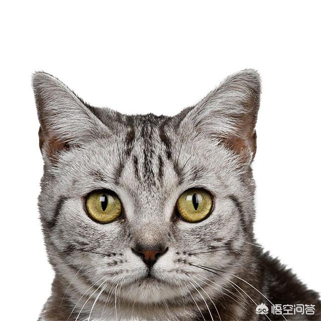 猫眼睛变绿色是什么病:为什么猫的眼睛会一日三变？