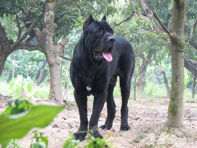 意大利扭玻利顿犬介绍:比特犬土佐犬纽波利顿谁厉害？ 意大利纽波利顿犬介绍